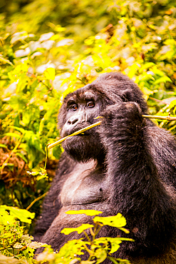 Mountain Gorillas in Bwindi Impenetrable Forest National Park, UNESCO World Heritage Site, Uganda, East Africa, Africa