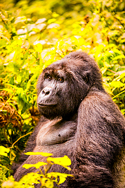 Mountain Gorillas in Bwindi Impenetrable Forest National Park, UNESCO World Heritage Site, Uganda, East Africa, Africa