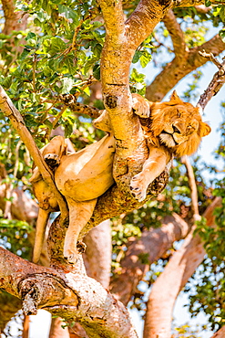 Hanging Lions in the Ishasha sector, Queen Elizabeth National Park, Uganda, East Africa, Africa