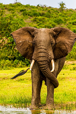 Elephants in Queen Elizabeth National Park, Uganda, East Africa, Africa