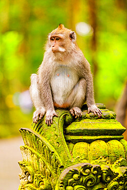 Monkey at the Sacred Monkey Forest, Ubud, Bali, Indonesia, Southeast Asia, Asia