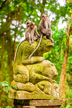 Monkeys in the Sacred Monkey Forest, Ubud, Bali, Indonesia, Southeast Asia, Asia