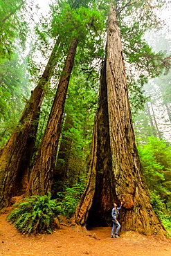 Woman exploring Mount Shasta Forest, California, United States of America, North America