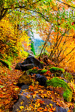 Fall colors in Mount Rainier National Park, Washington State, United States of America, North America