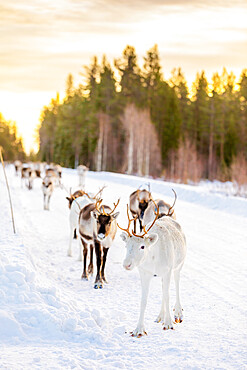 Herding reindeer in beautiful snowy landscape of Jorn, Sweden, Scandinavia, Europe