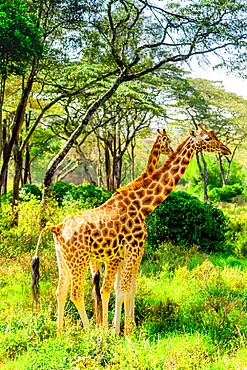 Giraffes at a local Elephant and Giraffe sanctuary, Kenya, East Africa, Africa