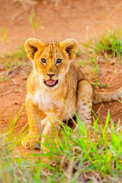 Lion cub, Maasai Mara National Reserve, Kenya, East Africa, Africa