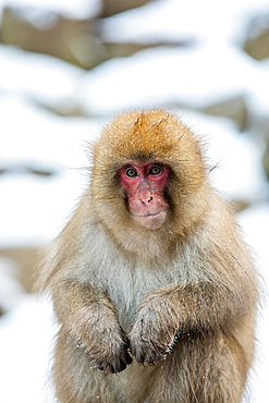 Snow Monkeys at Snow Monkey Park, Jigokudani, Nagano Prefecture, Honshu, Japan, Asia