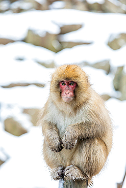 Snow Monkeys at Snow Monkey Park, Jigokudani, Nagano Prefecture, Honshu, Japan, Asia