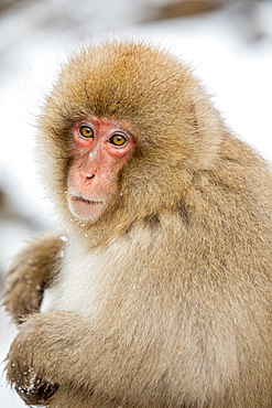 Snow Monkeys at Snow Monkey Park, Jigokudani, Nagano Prefecture, Honshu, Japan, Asia