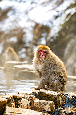 Snow Monkeys at Snow Monkey Park, Jigokudani, Nagano Prefecture, Honshu, Japan, Asia