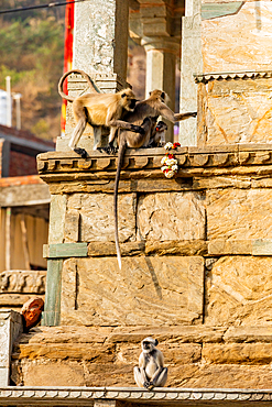 Monkeys at Panna Meena ka Kund, Jaipur, Rajasthan, India, Asia