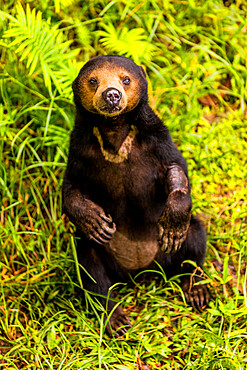 Native Sun Bear in Bako National Park, Kuching, Sarawak, Borneo, Malaysia, Southeast Asia, Asia