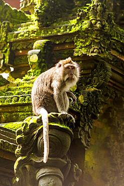 Sacred Monkey Forest in Ubud, Bali, Indonesia, Southeast Asia, Asia