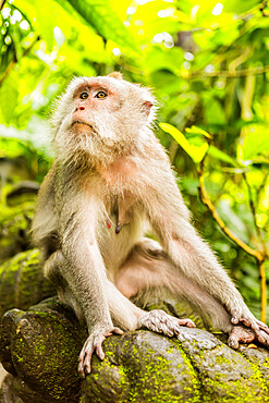 Sacred Monkey Forest in Ubud, Bali, Indonesia, Southeast Asia, Asia