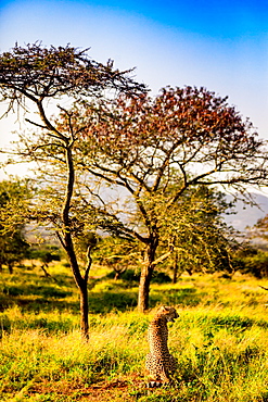 Cheetah (Acinonyx jubatus), Zululand, South Africa, Africa