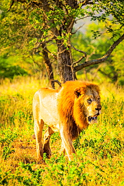 Lion (Panthera leo), Zululand, South Africa, Africa