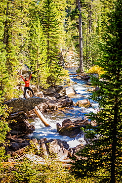 Frolicking in Yellowstone National Park, UNESCO World Heritage Site, Wyoming, United States of America, North America