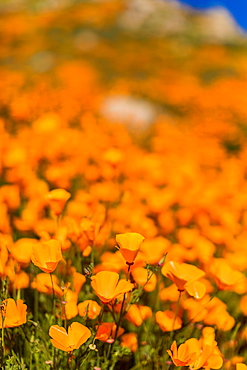 California Superbloom, Poppy fields of Lake Elsinore, California, United States of America, North America