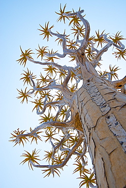 A Quiver Tree gets its name from the San people who used the tubular branches to form quivers for their arrows, near Keetmanshoop, Karas Region, Namibia, Africa