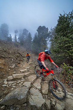 Mountain bikes descend through a misty forest in the Gosainkund region in the Himalayas, Langtang region, Nepal, Asia