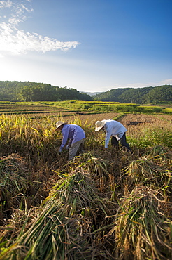 Farmers harvesting rice in the southern Yunnan Province, China, Asia