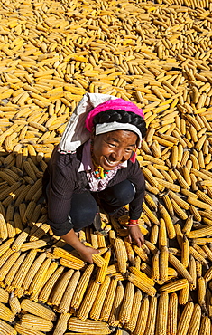 Drying maize (corn), on rooftops of traditional Tibetan houses at Jiaju Zangzhai, Sichuan Province, China, Asia