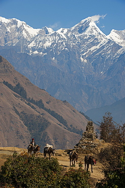 Horses carrying supplies in and out of the Manaslu region make their way home, with views of Ganesh Himal in the distance, Nepal, Himalayas, Asia