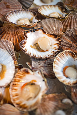 Scallops open in their shells at a fish stall in London's Borough Market, London, England, United Kingdom, Europe