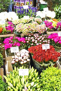 Flowers for sale in the Bloemenmarkt (flower market), Amsterdam, North Holland, The Netherlands, Europe