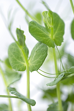 Young tender pea shoots growing on a windowsill, England, United Kingdom, Europe