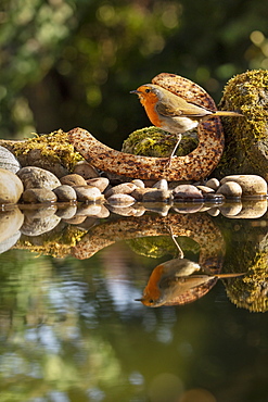 Robin photographed at a garden pond with a rusty old horseshoe, in North Yorkshire, England, United Kingdom, Europe