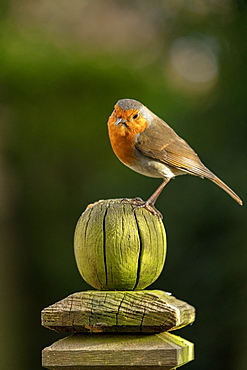 Robin perched on a weathered garden fence post in North Yorkshire, England, United Kingdom, Europe