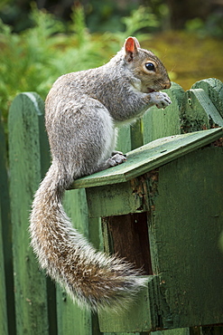 A Grey Squirrel photographed at a garden bird feeder in York, North Yorkshire, England, United Kingdom, Europe