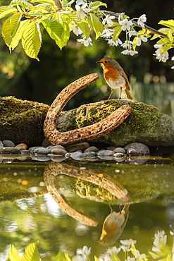 Robin photographed at a garden pond in North Yorkshire, England, United Kingdom, Europe