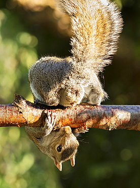 A Grey Squirrel photographed on a garden fence in York, North Yorkshire, England, United Kingdom, Europe