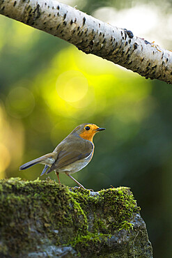 Robin photographed in a North Yorkshire garden, England, United Kingdom, Europe