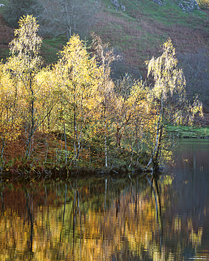 Autumn colours around Tarn Hows near Coniston in the Lake District National Park, UNESCO World Heritage Site, Cumbria, England, United Kingdom, Europe