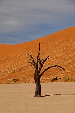 Dead Vlei, Sossusvlei, Namib Desert, Namibia, Africa