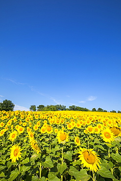 Sunflower field in Burgenland, Austria, Europe