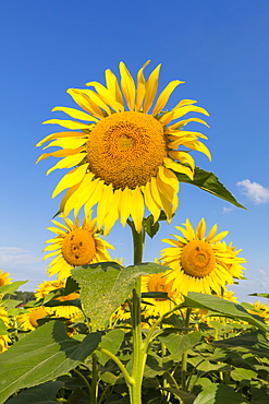 Sunflowers, Austria, Europe