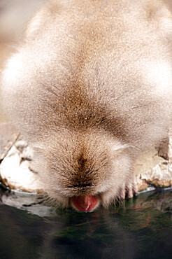 Japanese macaque drinking in hot spring, Jigokudani, Nagano, Japan, Asia