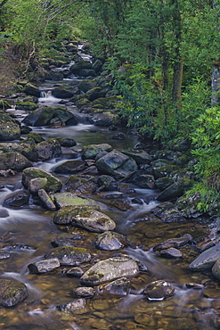 Owengarriff River, Killarney National Park, County Kerry, Munster, Republic of Ireland, Europe