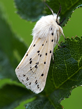 White Ermine moth, County Clare, Munster, Republic of Ireland, Europe