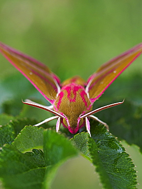 Elephant Hawkmoth, County Clare, Munster, Republic of Ireland, Europe