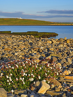 Sea Campion, County Clare, Munster, Republic of Ireland, Europe