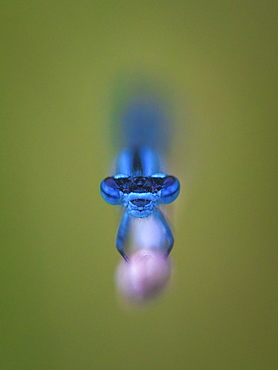 Common Blue Damselfly, County Clare, Munster, Republic of Ireland, Europe