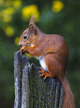 Red Squirrel, County Laois, Leinster, Republic of Ireland, Europe