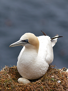 Gannet, Great Saltee, County Wexford, Leinster, Republic of Ireland, Europe