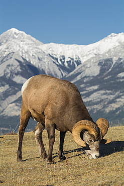 Rocky Mountain Bighorn Ram grazing with mountains in background (Ovis canadensis), Jasper National Park, UNESCO World Heritage Site, Alberta, Canada, North America